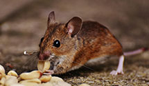 24 Hour & Emergency Exterminators in Northfield Village, OH